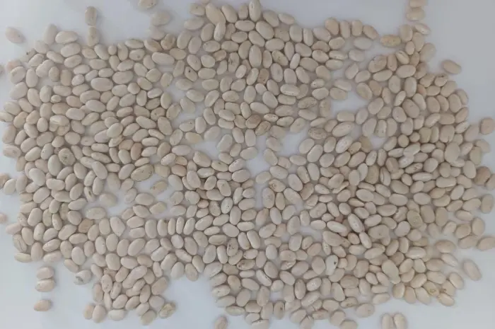Продадим белую фасоль сорта Navy Beans 2026- фото № 1