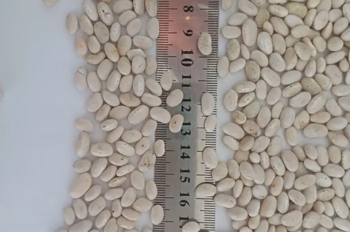 Продадим белую фасоль сорта Navy Beans 2026- фото № 2