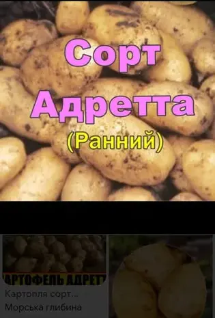 Картопля Адретта, Пікассо- фото № 1