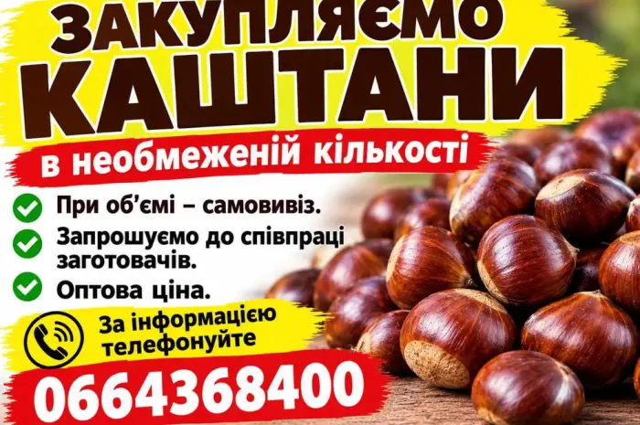 Каштаны в неограниченном количестве. Оптом- фото № 1