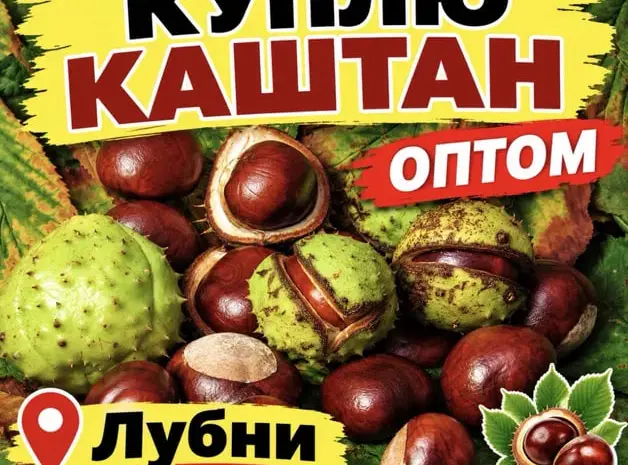 Каштани каштани- фото № 1