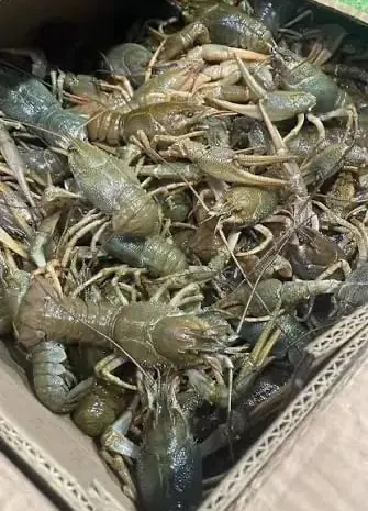 Живі та варені раки- фото № 1