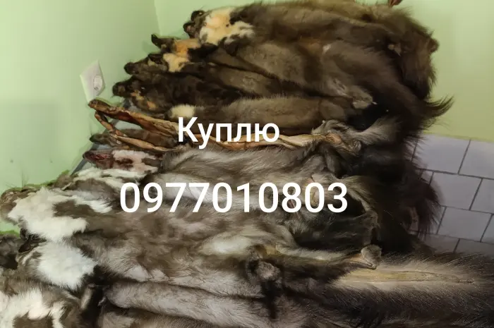 Куплю шкури куниці- фото № 1