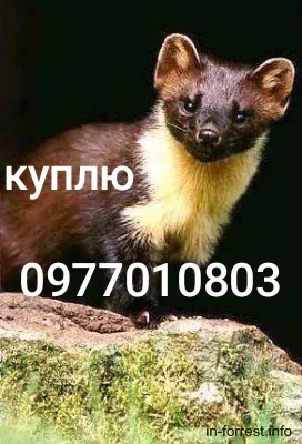 Куплю шкури куниці- фото № 1
