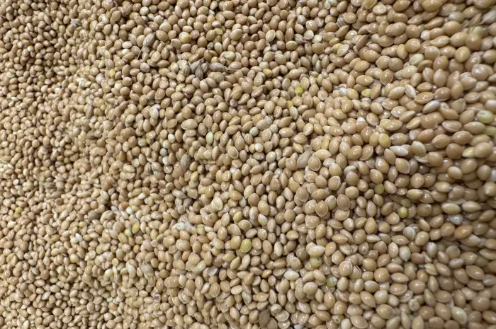 Продаж ПРОСО ЖОВТЕ оптом — Харківська область- фото № 1