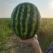 Автор Яна