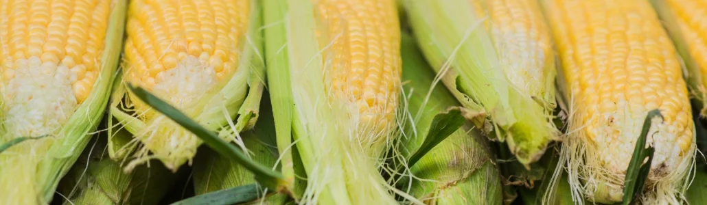 Урожайность кукурузы при выращивании в поле и на участке