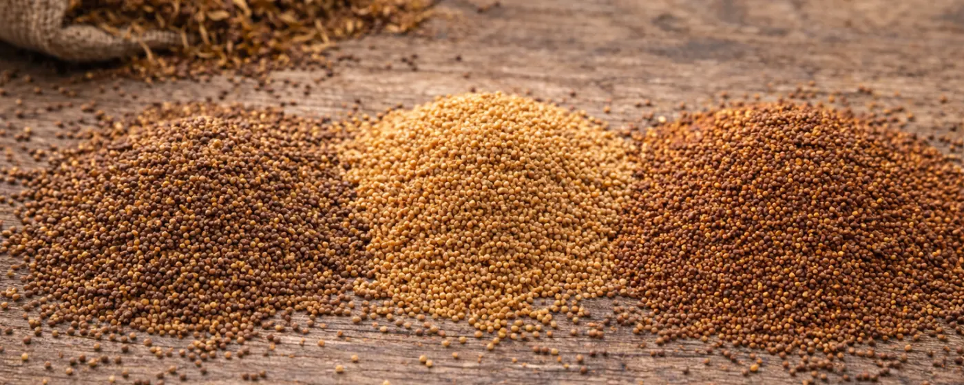 Какие семена табака лучше выбрать для выращивания