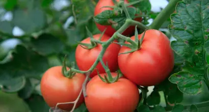 Минеральные, органические и «бабушкины» растворы: чем подкормить рассаду помидор до пикировки