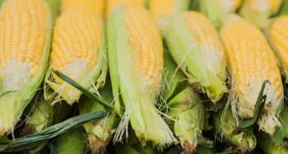 Урожайность кукурузы при выращивании в поле и на участке