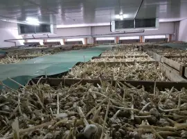Зображення для оголошення Зберігання часнику