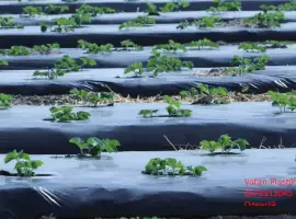 Зображення для оголошення Плівка для мульчування в асортименті Vatan Plastik