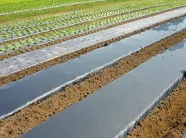 Зображення для оголошення Вторинна мульчуюча плівка виробник Туреччина