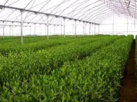 Зображення для оголошення Теплична плівка Ватан Пластік