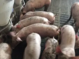Зображення для оголошення Продам поросят живой вагою мясник 3х породный гибрид Любой весовой категории