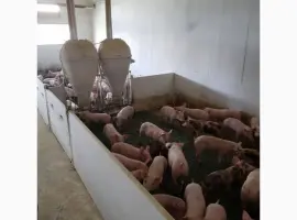 Зображення для оголошення Продаются Мясной породі свинки 3х пордній гібрид