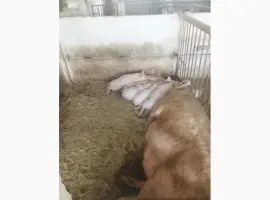 Зображення для оголошення Продам поросята