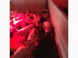 Зображення для оголошення Продам поросятка