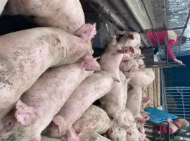 Зображення для оголошення Поросята опт