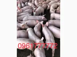 Зображення для оголошення Продаємо Порося поросят свиней с доставкой