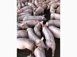 Зображення для оголошення Поросята бекон с доставкой гурт PIC