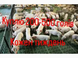 Зображення для оголошення Куплю поросята