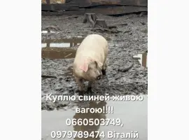Зображення для оголошення Куплю свиней
