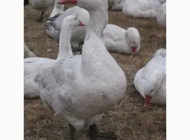Зображення для оголошення Продам инкубационое яйцо гуся породы мамут