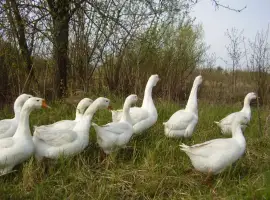 Зображення для оголошення Гусиные яйца