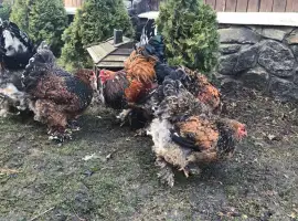 Зображення для оголошення Інкубаційне яйце. Курчата