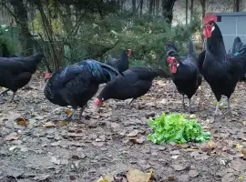Зображення для оголошення Інкубаційне яйце. Курчата