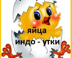 Зображення для оголошення Яйца инкубационные мускусной утки (индо-утка