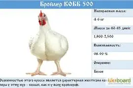 Зображення для оголошення Инкубационные яйца бройлеров с ЕС