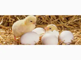 Зображення для оголошення Продам інкубаційне яйце