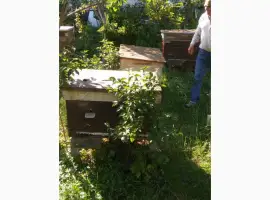 Зображення для оголошення Продам б/у вулики-лежаки
