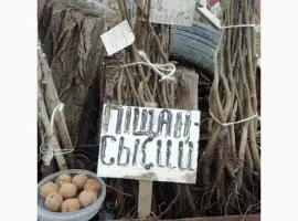 Зображення для оголошення Продам саджанцы грецкого ореха