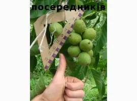 Зображення для оголошення Скороплодный Морозостойкий орех