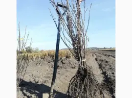 Зображення для оголошення Саджанці обліпихи. Клара