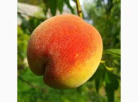 Зображення для оголошення Персики сеянцы:Маньчжурский