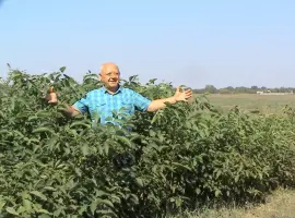 Зображення для оголошення Фундук - 2- летнее растение