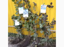 Зображення для оголошення Саджанці фундука
