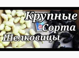 Зображення для оголошення Шелковица черенки огромная: черная