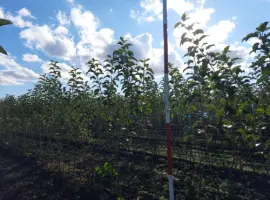 Зображення для оголошення Продам саджанці яблуні сорту Фуджі Сан