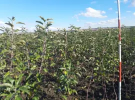 Зображення для оголошення Продам саджанці яблуні сорту Гала Шніга Шніко