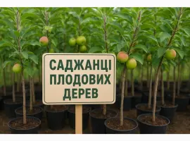 Зображення для оголошення Саджанці яблунь на М9 підщепі