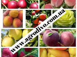 Зображення для оголошення Саженцы плодовых яблонь
