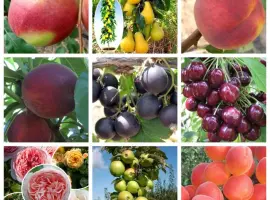 Зображення для оголошення Продажа плодовых деревьев и кустарников элитных сортов в питомнике "Сад растений"