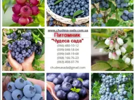 Зображення для оголошення Саджанці лохини (чорниці) in vitro. Широкий вибір сортів