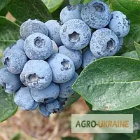 Зображення для оголошення Голубіка (лохина) саджанці