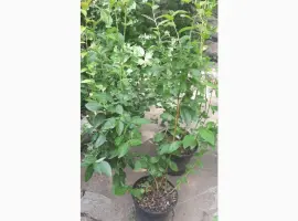 Зображення для оголошення Саженцы голубики